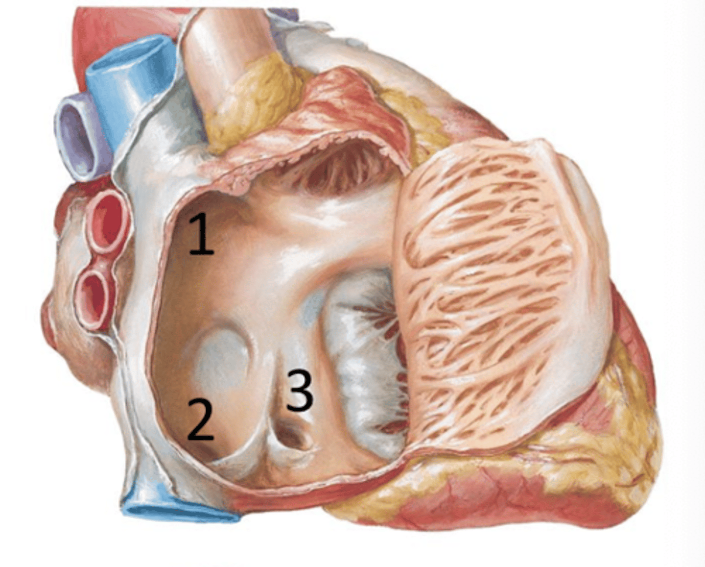 <p>What are the 3 openings that the 3 major veins drain into the right atrium?</p>