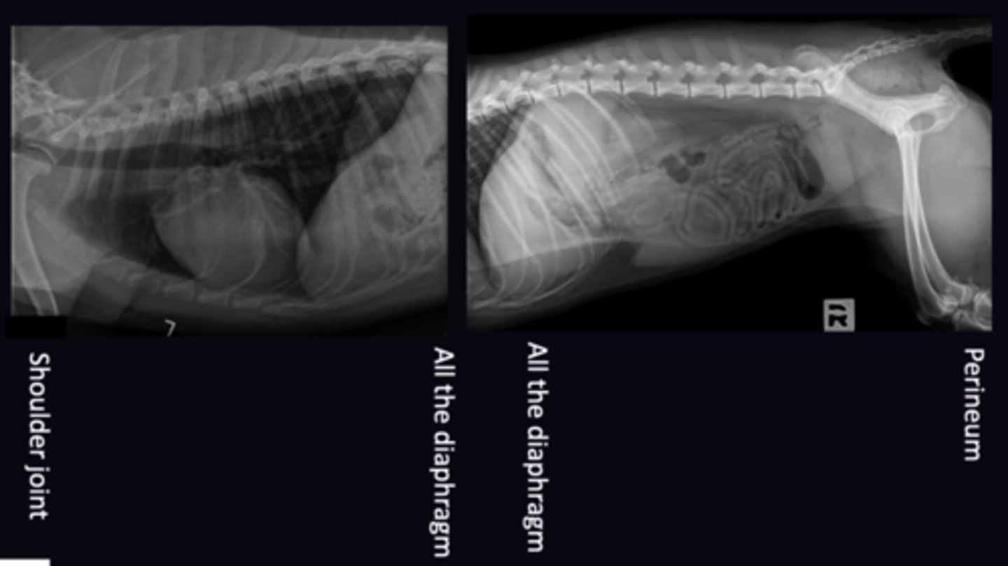 <p>"Joint to Diaphragm" </p><p>1. Shoulder Joint → All of Diaphragm Visible</p><p>2. All of Diaphragm → Hip Joint (+Perineum) Visible</p><p>3. Joint to Diaphragm</p><p>4. Will not fit on Imiging plate. 2 radiographs need to be made for each view (6 Total). Ensure caudal and cranial collimation rules are respcted</p>