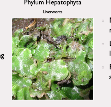 <p>phylum hepatophyta</p><p>reproduce sexually; can be asex by producing gemmae; more primitive than mosses; likely similar to first land plants; flattened leafy like appearance</p>