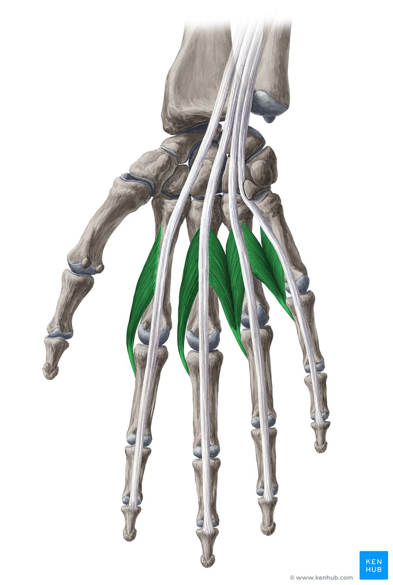 <p>In the palm, originating from flexor digitorum profundus; flexes MCP joints and extends IP joints; palpation is difficult, but tension is felt during finger movements.</p>