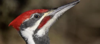 <p>triangular and sharp with unique cranial structures</p>