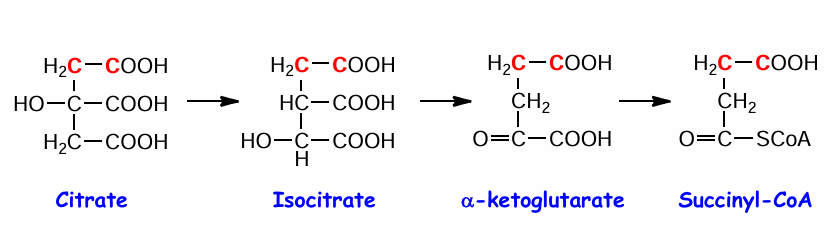 <p>oxaloacetate </p>