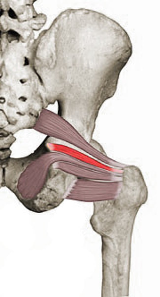 <p>origin: spine of ischium</p><p>insertion: greater trochanter</p><p>action: external rotation</p>