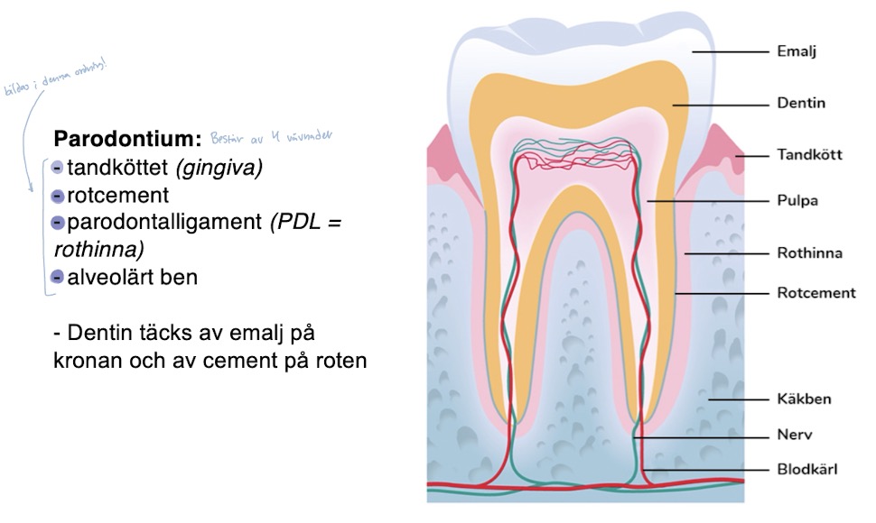 <p>Då<mark data-color="blue" style="background-color: blue; color: inherit"> <u>kronan är färdigbildad</u> </mark>börjar bildning av <mark data-color="purple" style="background-color: purple; color: inherit">roten</mark> (endast dentin och cement - ej emalj)<br><br><mark data-color="red" style="background-color: red; color: inherit">Periodontum</mark>= består av 4 vävnader (bildas i denna ordning) <span style="color: #989090">omsluter och stödjer tanden</span></p><ul><li><p>gingiva (tandkött)</p></li><li><p>rotcement</p></li><li><p>periodontal ligament (PDL)</p></li><li><p>alveolärt ben</p></li></ul><p></p>