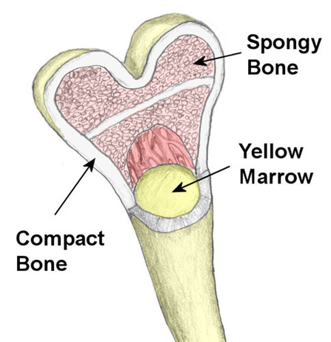 <p>The denser bone out of the two types of bone tissues. In long bones, this type of bone makes up the diaphysis</p>