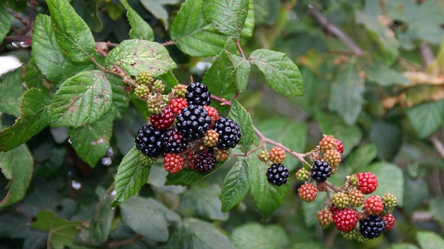 <p>Rubus fruticosus agrega - <strong>Rosaceae</strong></p>