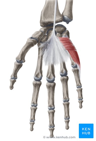 <p>Found at the base of the pinky finger; controls abduction, flexion, and opposition of the pinky; palpate at the base of the pinky during movement.</p>