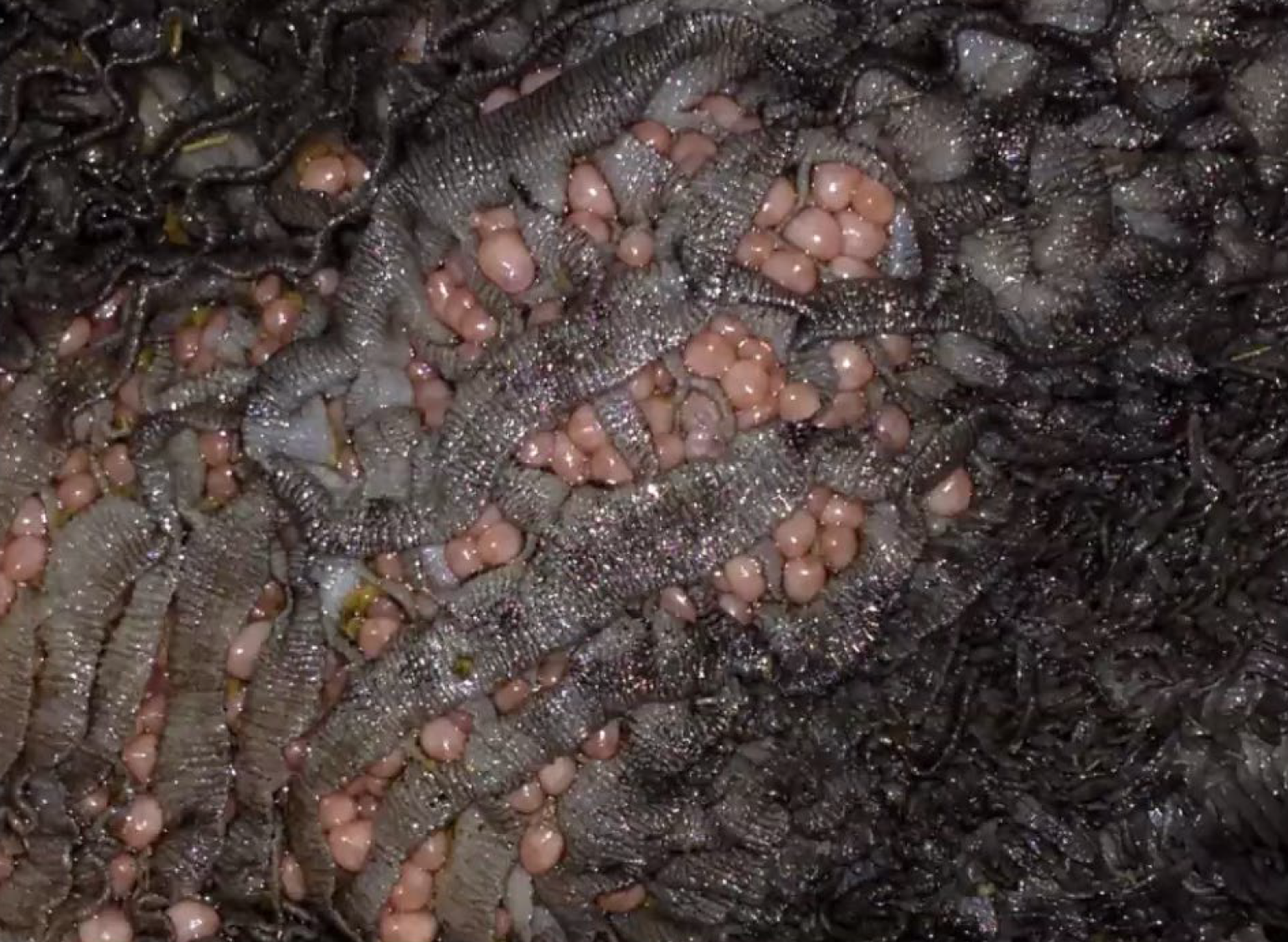 <p>What is other organ affected?</p><p>A-Duodenum</p><p>B-Cecum</p><p>D-Colon</p><p>E-Rectum</p>