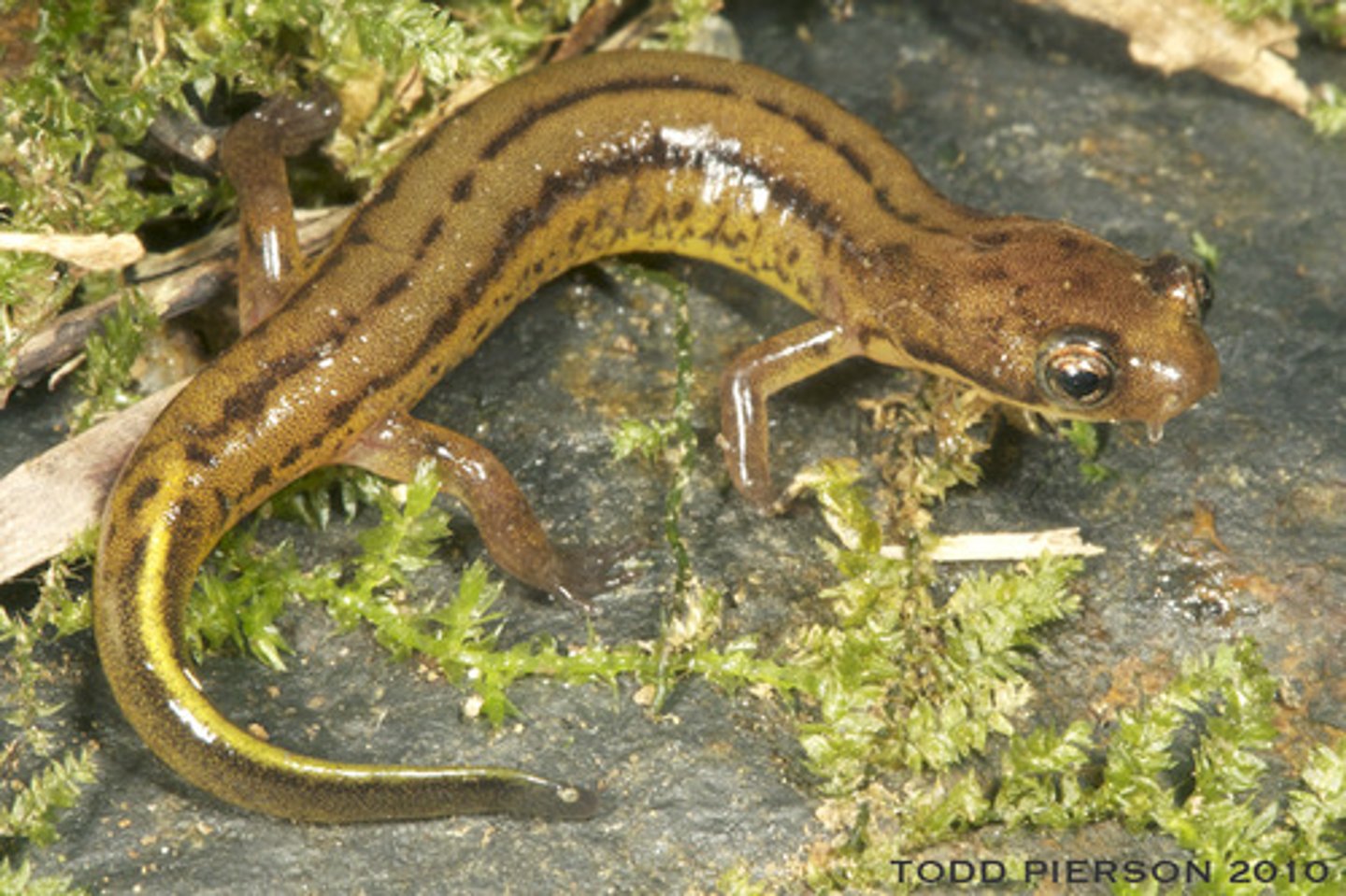<p>What salamander has:</p><p>- A small body (25 mm SVL)</p><p>- Yellow/brown/orange coloration</p><p>- Females that are darker and more muted-brown</p><p>- A distinct yellow patch on the snout</p><p>- Lateral stripes that don't extend the length of the tail</p><p>- A tail that's over half its body length</p><p>- A range in NE GA streams (often in headwaters)</p>