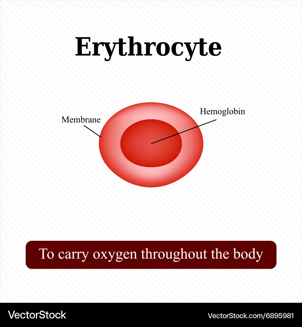 <p>define erythrocytes</p>