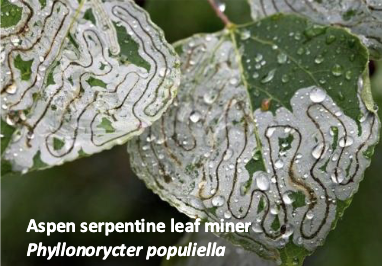 <ul><li><p>larvae develop within the leaf</p></li></ul><ul><li><p>univoltine, not economically important</p></li><li><p>premature leaf drop</p></li><li><p>pattern of leaf mine and host plant can be diagnostic</p></li></ul><p></p>