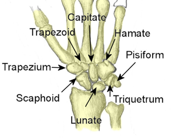 <p>Short bones belong to the appendicular skeleton, which includes the bones of the arms and legs. Examples include the carpals in the hand, the tarsals in the foot, and the patella (kneecap).</p>