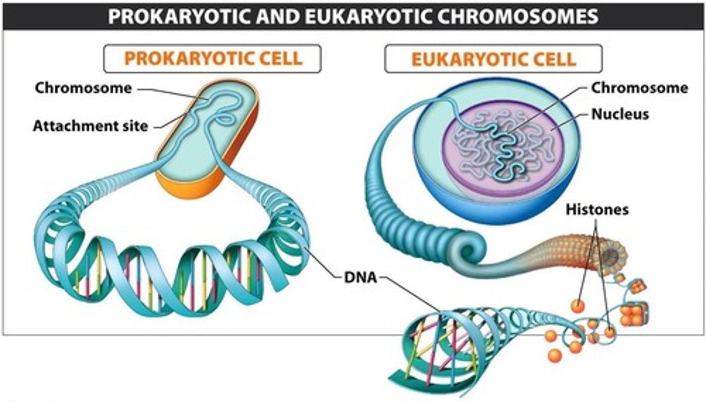 <p>Prokaryotic: Have 1 chromosome</p><p>Eukaryotic: Have 46 chromosome</p>