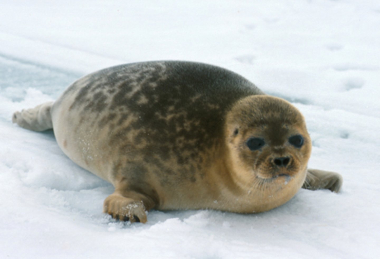 <p>Buoyancy in water allows the seal to stay afloat without expending a lot of energy. However, the water is viscous, so the seal has adaptations for streamlining as it swims through it. Water has a greater thermal conductivity than air, so the seal needs to insulate itself with blubber to maintain body temperatures. However, because the water has a high specific heat, the temperature of the water does not change as rapidly as the air around it, providing habitat stability for the seal.</p>