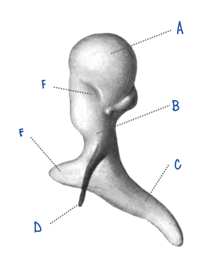 <p>What part of the Malleus is labeled C?</p>