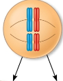 <p>Alleles</p>