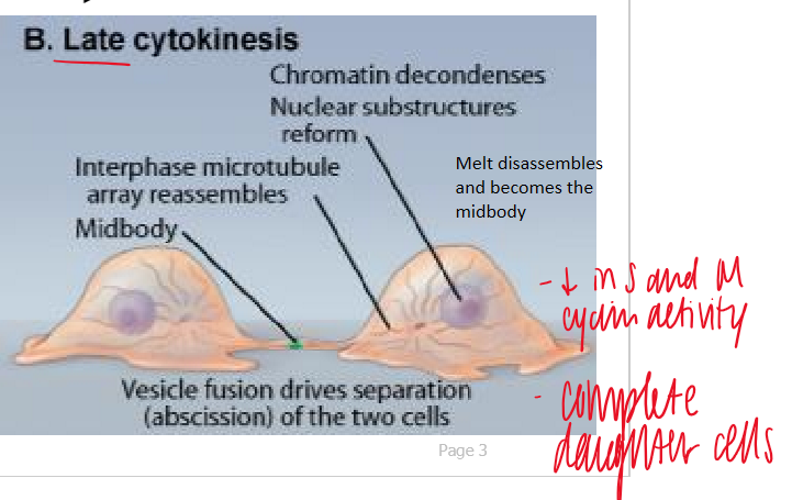 <p>vesicle fusion drives separation (absicissin) of the 2 cells </p><ul><li><p>chromatin decondenses </p></li><li><p>nuclear substructures reform </p></li><li><p>belt disassembles and becoms the midbody </p></li></ul><p>decrease in S and M cyclin activity</p><ul><li><p>complete daughter cells form </p></li></ul><p></p>