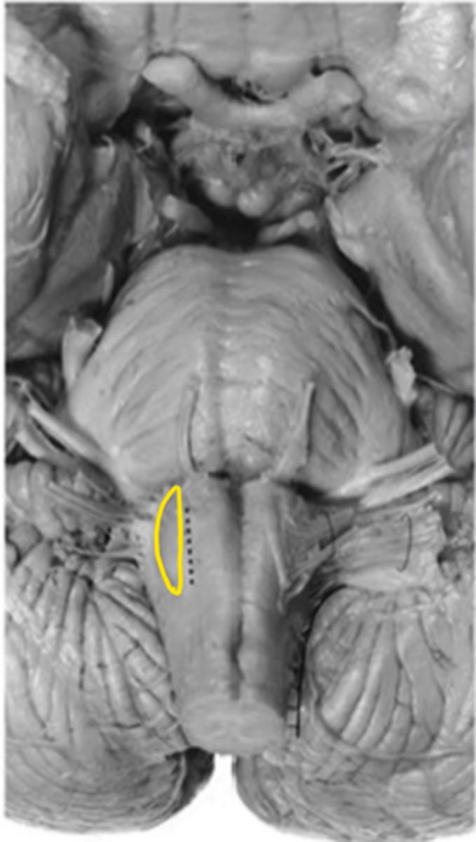 <p>ID the structure</p>