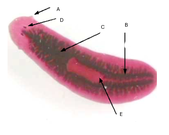 <p>D? </p>