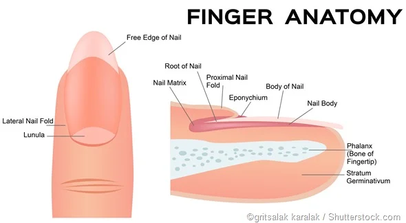 <p>nail root </p>