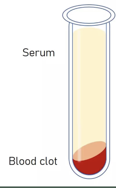 <p>Serum + blood clot </p>
