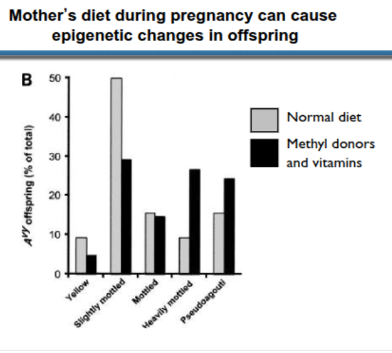 <p>feed methyl donors, modify mothers diet → epigenetic changes in offspring</p><p>can persist in F2</p>