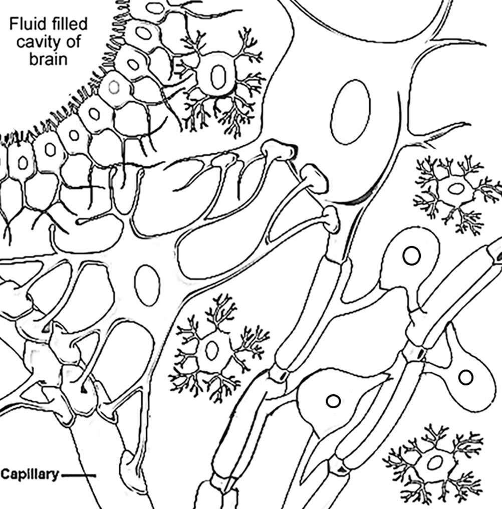 <p>The ependymal cell </p>