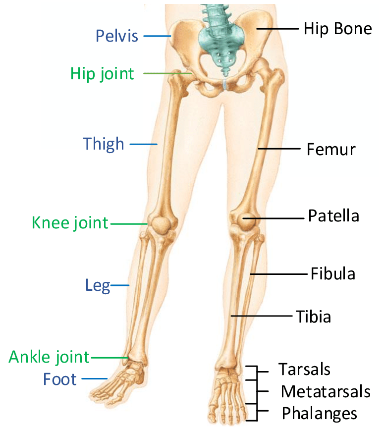 <p>Tibia, Fibula, Patella, Tarsals, Metatarsals, Phalanges</p>