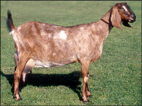 <ul><li><p>characterized by long drooping bell-shaped ears, convex (roman) noses and a short, glossy hair coat</p></li><li><p>relatively large, proud, and graceful dairy goat of Oriental origin, known for high quality, high milk fat percentage</p></li></ul><p></p>