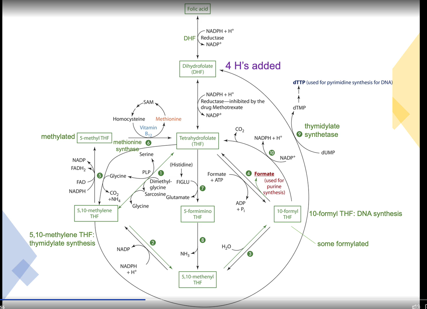 <ul><li><p>One-carbon metabolism</p><ul><li><p>Accepts and donates one carbon units </p><ul><li><p>Amino acid metabolism</p></li><li><p>DNA synthesis metabolism</p><ul><li><p>Cells with short lifespans are particularly affected by folate inadequacy </p></li></ul></li><li><p>Methyl group (CH3) carrier </p><ul><li><p>Impacts gene expression</p></li></ul></li></ul></li></ul></li><li><p>Tetrahydrofolate functions as a coenzyme in the mitochondria and the cytosol</p><ul><li><p>THF is generated from amino metabolism</p></li></ul></li><li><p>THF derivates serve as donors of one carbon units in synthetic reactions such as amino acid, purine, and pyrimidine synthesis</p></li><li><p>Poor folate statues is associated with decreased DNA methylation</p></li></ul>