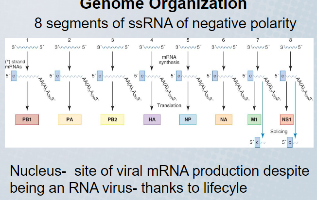 mRNA molecules are produced that code for a single protein 