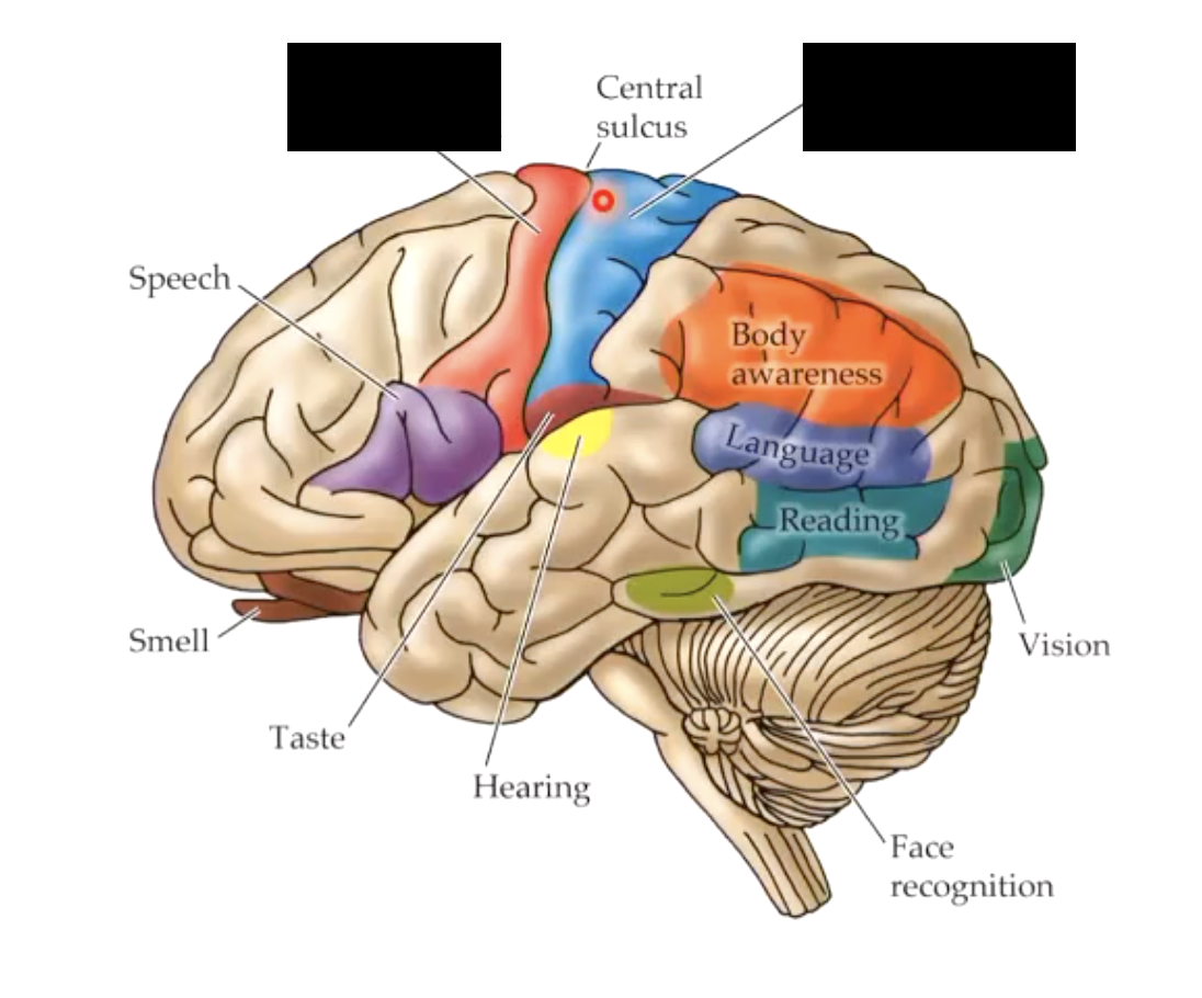 term image