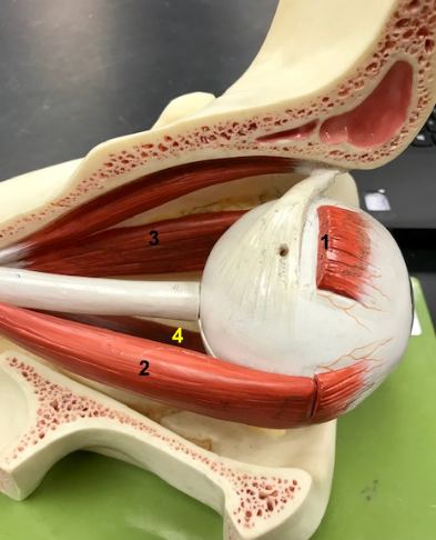 <p>What is the muscle indicated by the yellow 4? Function?</p>