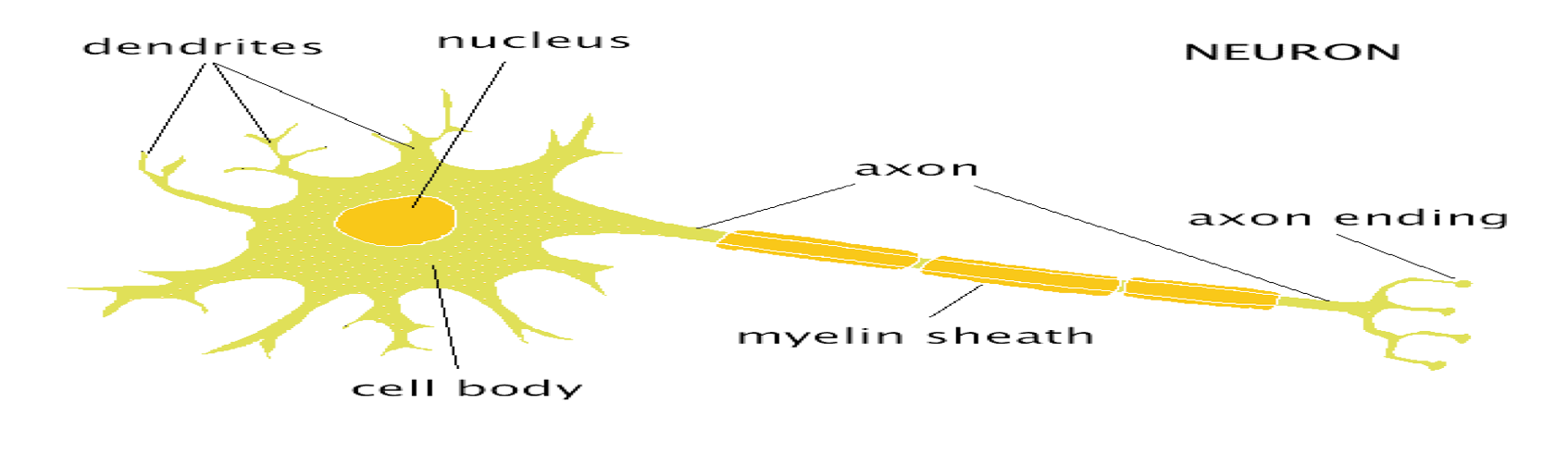 <p><span style="font-family: Franklin Gothic Book">bring information to the soma from other cells/neurons</span></p>