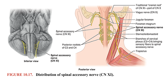 <p>TABLE 10.5. SUMMARY OF VAGUS NERVE (CN X)</p>