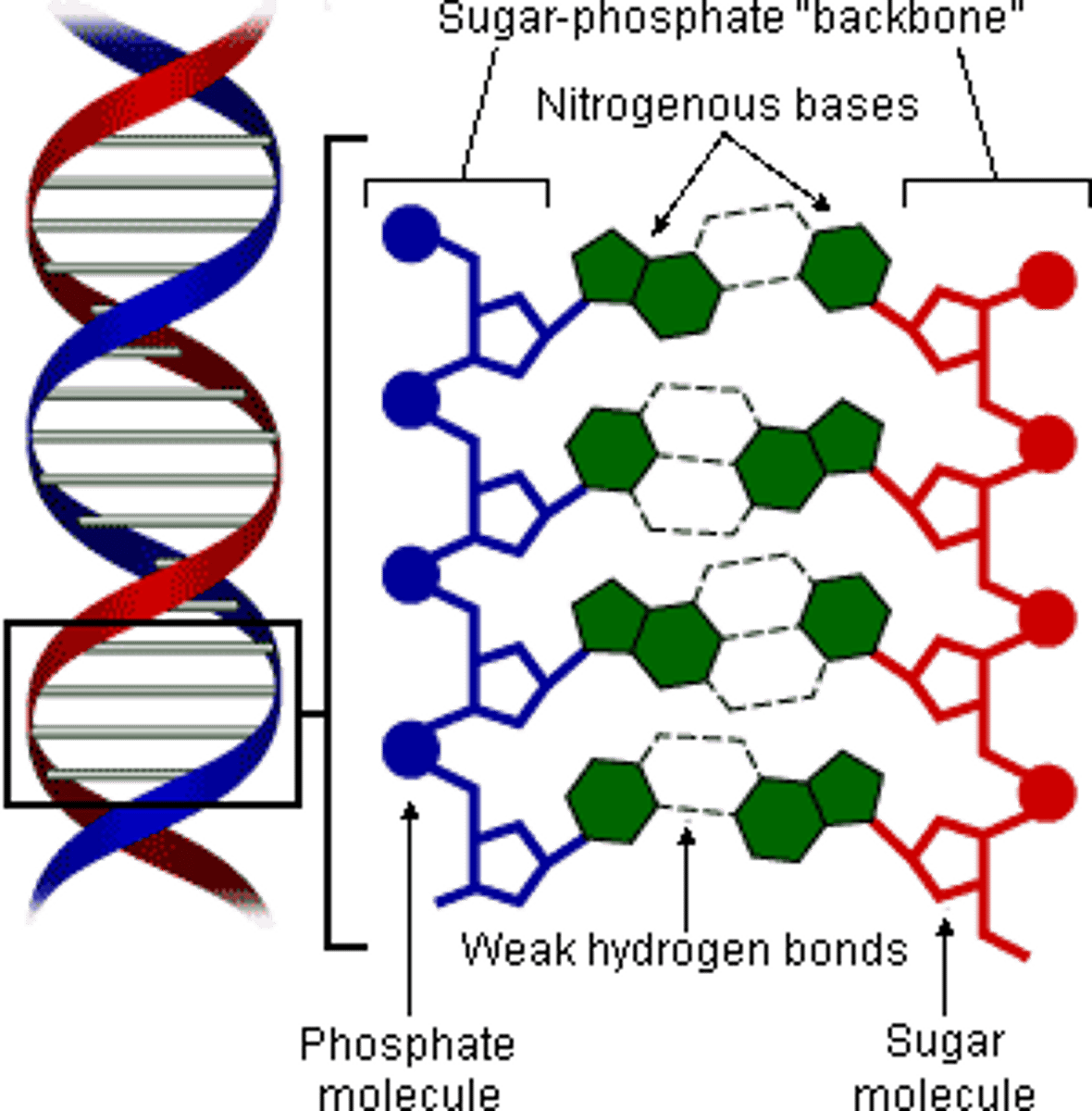 <p>Watson-Crick's experiment identified the double helix structure of DNA.</p>