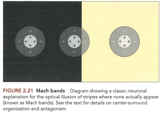 <ul><li><p>center-surround antagonisme = laterale inhibitie → perceptie-effecten wat resulteert in illusie van strepen &amp; vlekken</p><ul><li><p>wat we denken: ogen werken als videocamera’s &amp; leggen getrouwe momentopnamen vast van wereld om ons heen</p></li><li><p>MAAR: rest van visuele systeem ziet alleen wat retinale ganglioncellen het laten zien en ganglioncellen zijn niet tevreden met simpelweg doorgeven van ruwe beelden die door fotoreceptoren gecodeerd zijn</p></li></ul></li></ul><p>→ ganglioncellen fungeren, samen met bipolaire, amacriene &amp; horizontale cellen, als beeldfilter</p><ul><li><p>transformeren ruwe beeld tot nieuwe representatie</p><ul><li><p>nieuwe representatie benadrukt bepaalde belangrijke informatie (bv. contrast) &amp; negeert grotendeels andere soorten minder bruikbare informatie (bv. intensiteit van omgevingslicht)</p></li></ul></li></ul><p>→ visuele systeem: te beschouwen als lange reeks filters, waarbij elke fase in systeem verantwoordelijk is voor extraheren van bepaald aspect van visuele wereld &amp; doorgeven hiervan aan volgende fase</p><p></p>