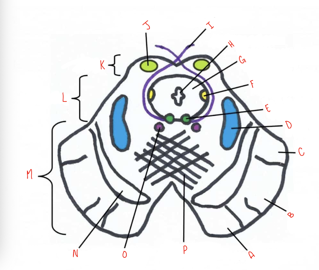 <p>What structure of the sliced inferior colliculus section of the midbrain is labeled G?</p>