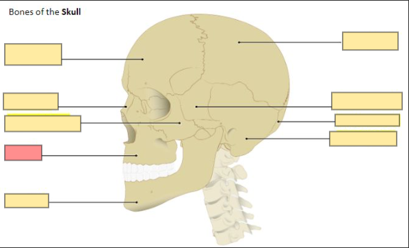 <p>make up the upper jaw</p>