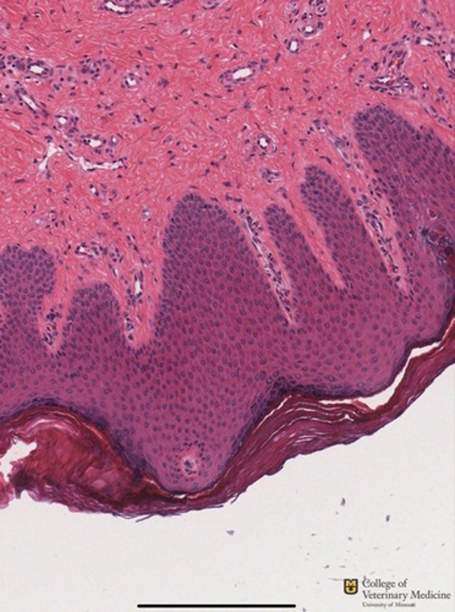 <p>What epithelium type is shown?</p><p>How many layers does it have?</p>