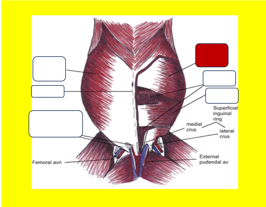 <p>Label the muscle</p>