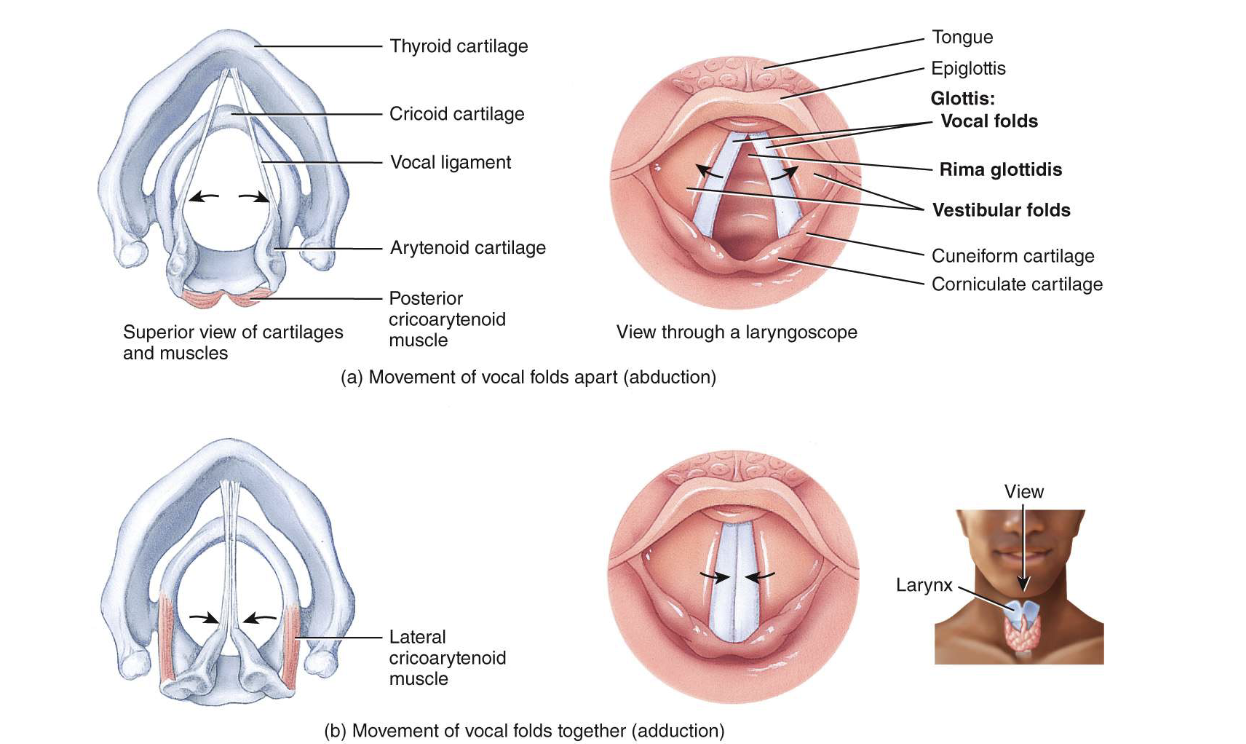 <p>true vocal cords </p>