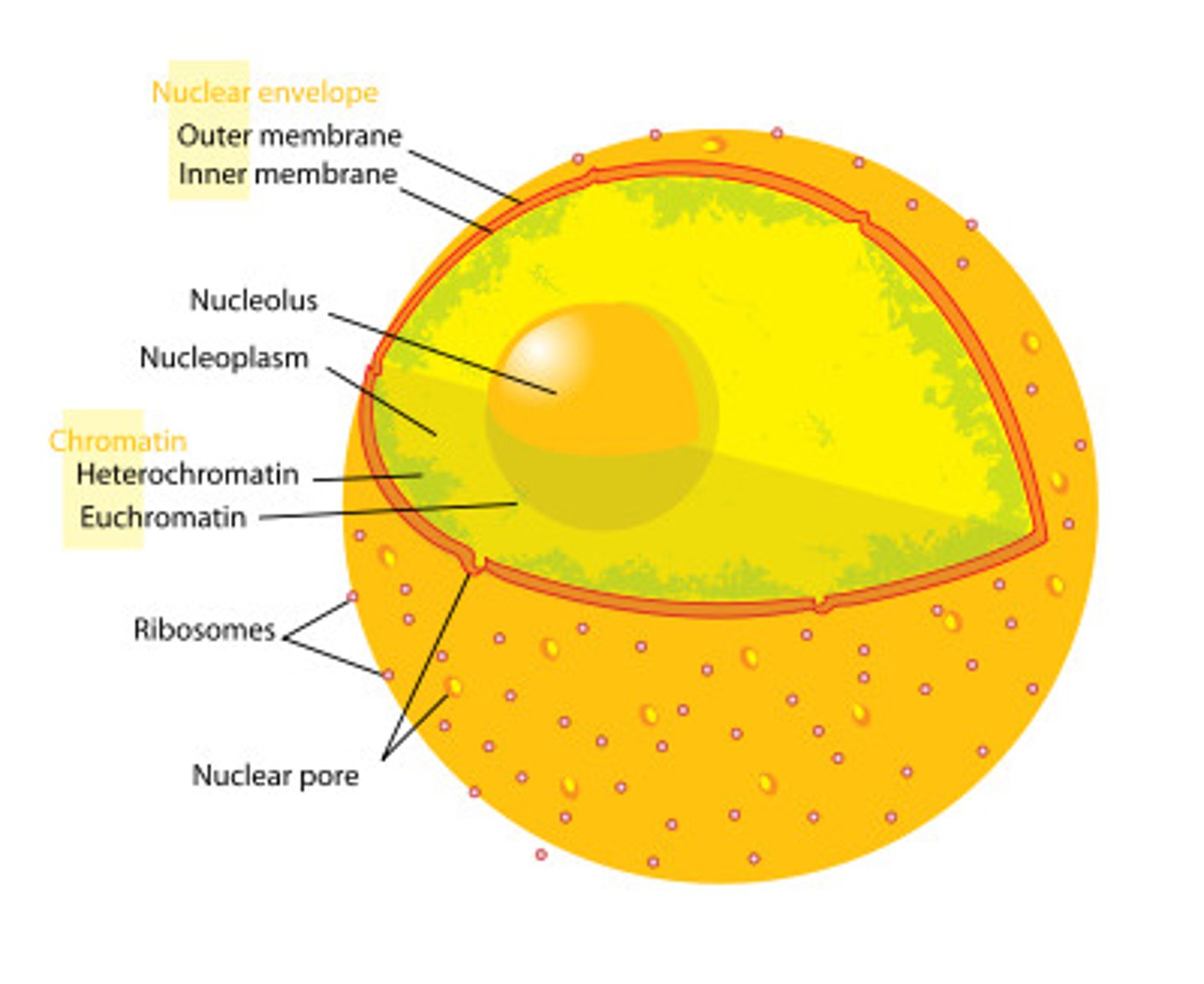 <p>- double membrane enclosing nucleus</p><p>- attached to ER</p><p>- contains nuclear pores (mRNA)</p><p>- found in all eukaryotes</p><p>- controls what enters/leaves nucleus</p>