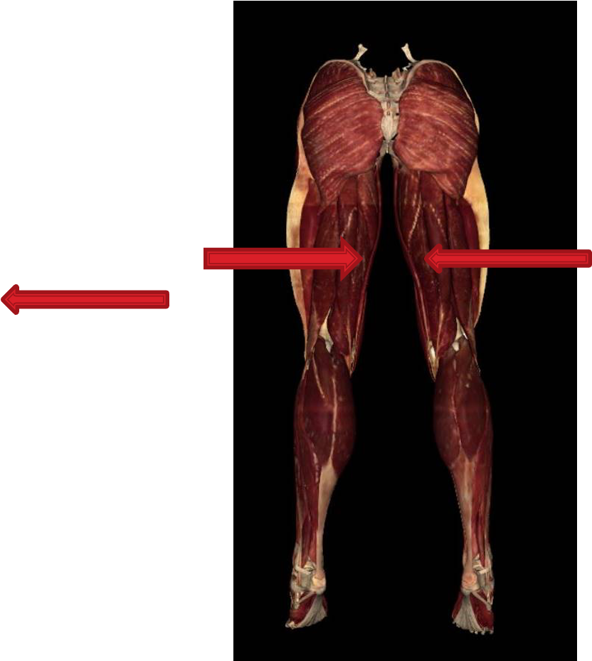 <p><strong>origin: </strong>ischial tuberosity</p><p><strong>insertion:</strong> posterior medial condyle of tibia</p><p><strong>innervation:</strong> tibial division of sciatica nerve (L5-S2)</p><p><strong>action:</strong> -extend thigh</p><p>-knee flexion</p><p>-medially rotate leg when knee is flexed</p><p>-extend trunk when thigh and leg are flexed</p>