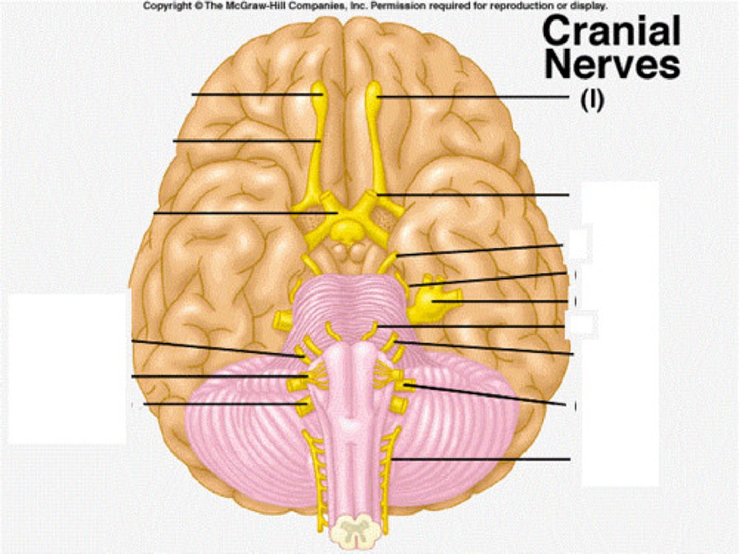 <p>function: purely sensory<br>testing: smelling</p>