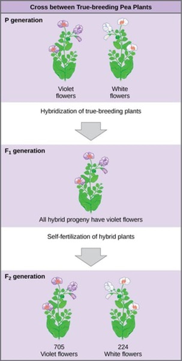 <p>P: parent generation of true breeding plants.</p>