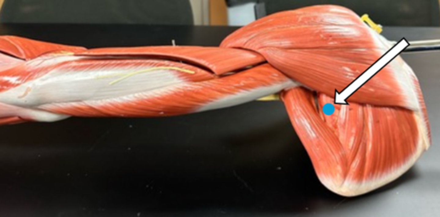 <p>teres minor (function)</p>