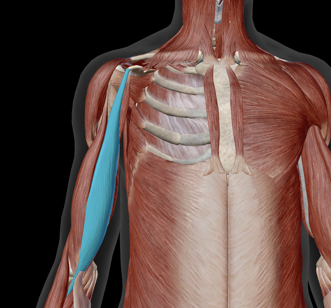 <p>proximal attachment?</p>