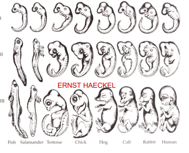 <p>Came up with the DUMB developmental biology idea that we went thru different animals before becoming a human baby in the womb</p>