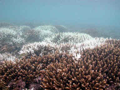 <p>Coral bleaching (loss of zooxanthellae)</p>